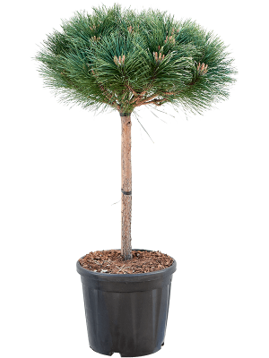 Сосна черная Brepo штамб, C8, Выс30 в интернет гипермаркете «Планета Лета». Фото