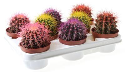 Кактус colour, Гор5, Выс8, I в интернет гипермаркете «Планета Лета». Фото