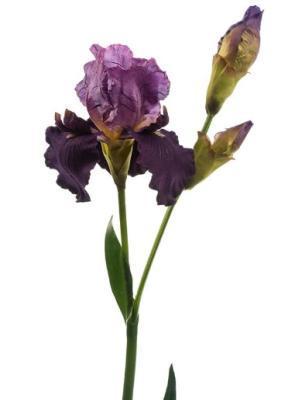 Ирис темно-лиловый 110 см 12/72 30.03150097VI в интернет гипермаркете «Планета Лета». Фото
