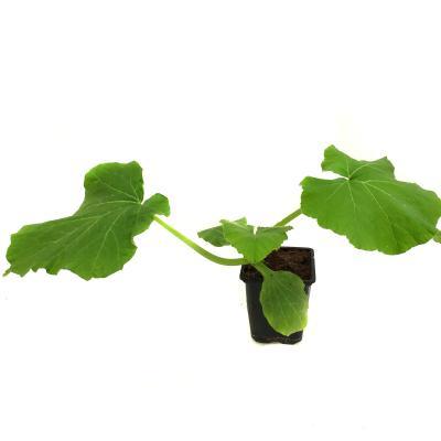 Рассада Тыква Медовая, Гор7 в интернет гипермаркете «Планета Лета». Фото