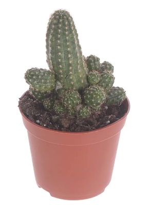 Кактус Mix, Гор5, Выс5, III в интернет гипермаркете «Планета Лета». Фото