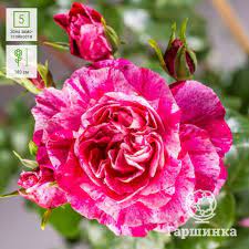 Роза Мейян плетистая Инес Састр Люкс П в интернет гипермаркете «Планета Лета». Фото