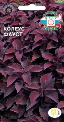 Колеус Фауст Евро, 0,1 в интернет гипермаркете «Планета Лета». Фото