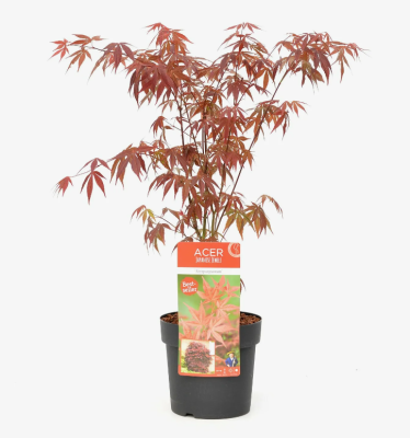 Клен пальм.Orange Dream, Гор19, Выс85 в интернет гипермаркете «Планета Лета». Фото