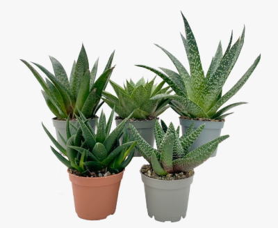 Алоэ Mix, Гор8, Выс15 в интернет гипермаркете «Планета Лета». Фото