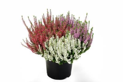 Вереск микс в одном, Гор9, Выс20 в интернет гипермаркете «Планета Лета». Фото