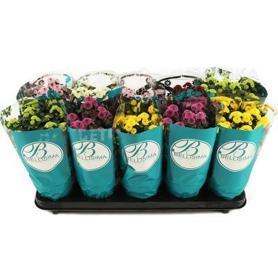 Хризантема Calimero, Гор12, Выс27 в интернет гипермаркете «Планета Лета». Фото