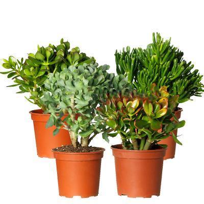 Крассула Mix, Гор10, Выс20 в интернет гипермаркете «Планета Лета». Фото