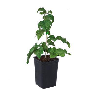 Ежемалина (Ежевика) Бакингем Тейберри (малина х ежевика), С2 П в интернет гипермаркете «Планета Лета». Фото