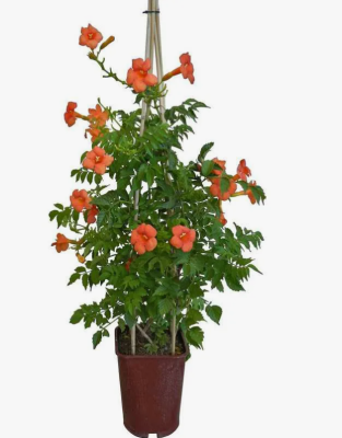 Кампсис укореняющийся Фламенко, Гор17 М в интернет гипермаркете «Планета Лета». Фото