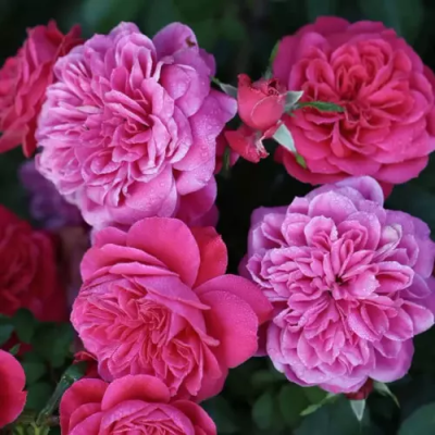 Роза флорибунда Сангриа штамб C4 H100 в интернет гипермаркете «Планета Лета». Фото