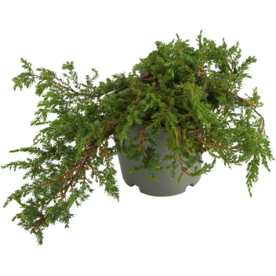 Можжевел.обыкн.Green Carpet, Гор35, Выс80 в интернет гипермаркете «Планета Лета». Фото