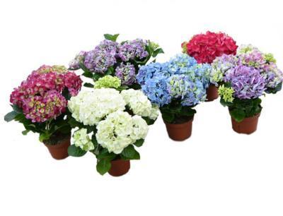 Гортензия метельч. микс, Гор28, Выс120 в интернет гипермаркете «Планета Лета». Фото
