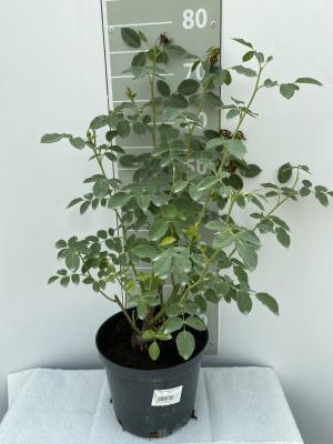 Роза парковая Эмельен Гийо Гор 23 М в интернет гипермаркете «Планета Лета». Фото