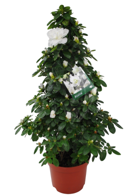 Рододендрон Pyramid salmon, Гор17, Выс60 в интернет гипермаркете «Планета Лета». Фото