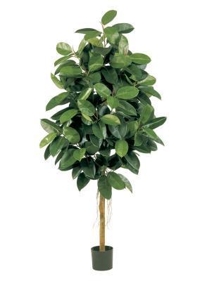 Фикус Эластика 180 см 2/2 в интернет гипермаркете «Планета Лета». Фото