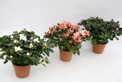 Рододендрон гибрид.микс, Гор23, Выс40 в интернет гипермаркете «Планета Лета». Фото