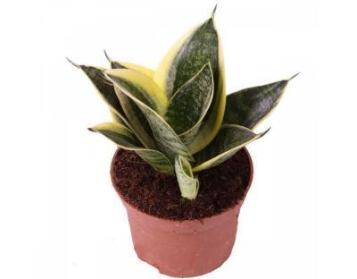 Сансевиерия Golden Hahnii, Гор9, Выс20 в интернет гипермаркете «Планета Лета». Фото