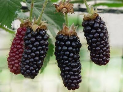 Ежевика Карака Блэк С2 Выс50 в интернет гипермаркете «Планета Лета». Фото